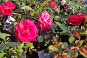 Rosa (Shrub) 'Cinnamon Hearts' New 2024